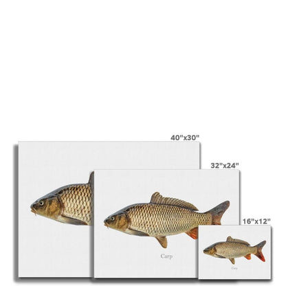 Carp - Canvas Print - madfishlab.com