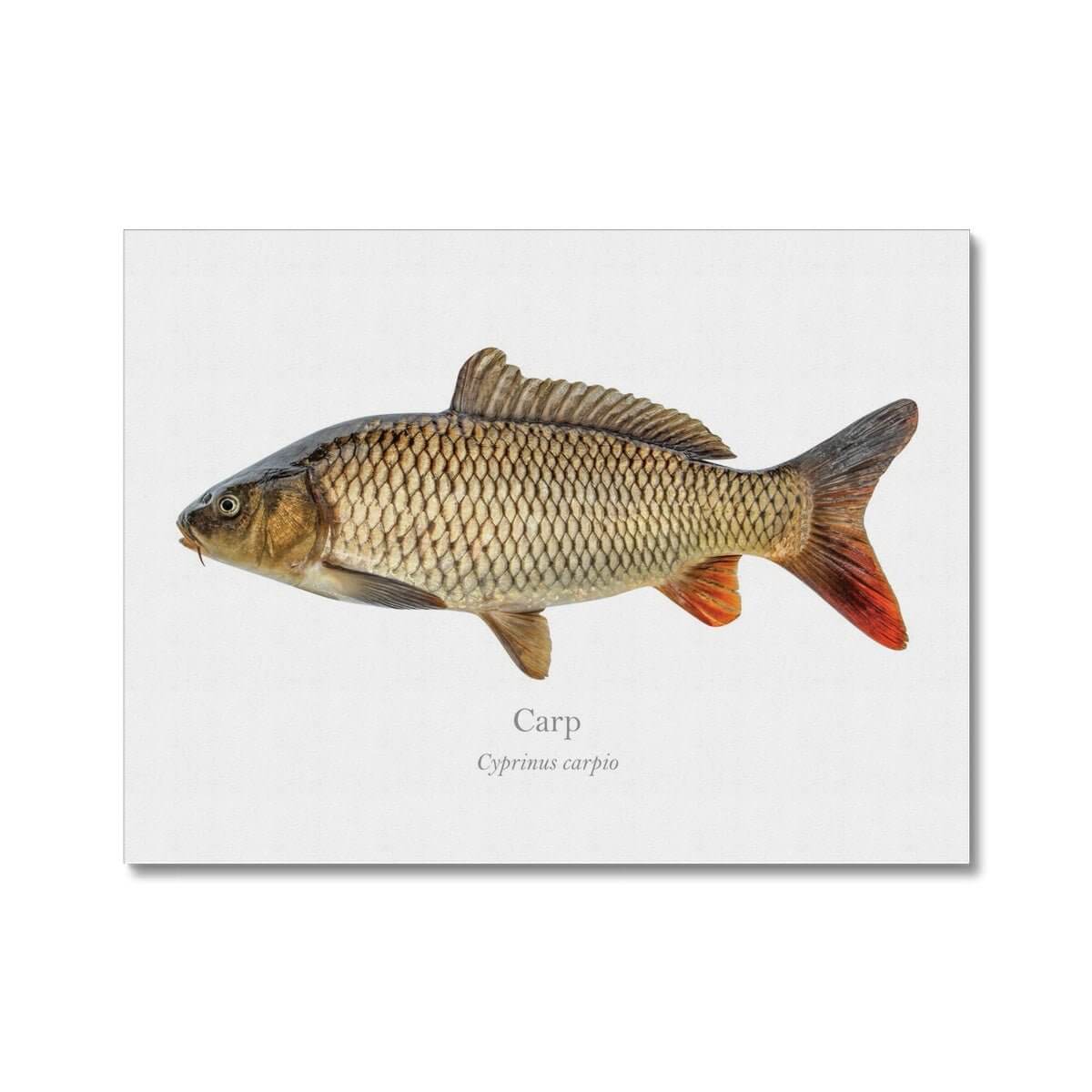 Carp - Canvas Print - With Scientific Name - madfishlab.com