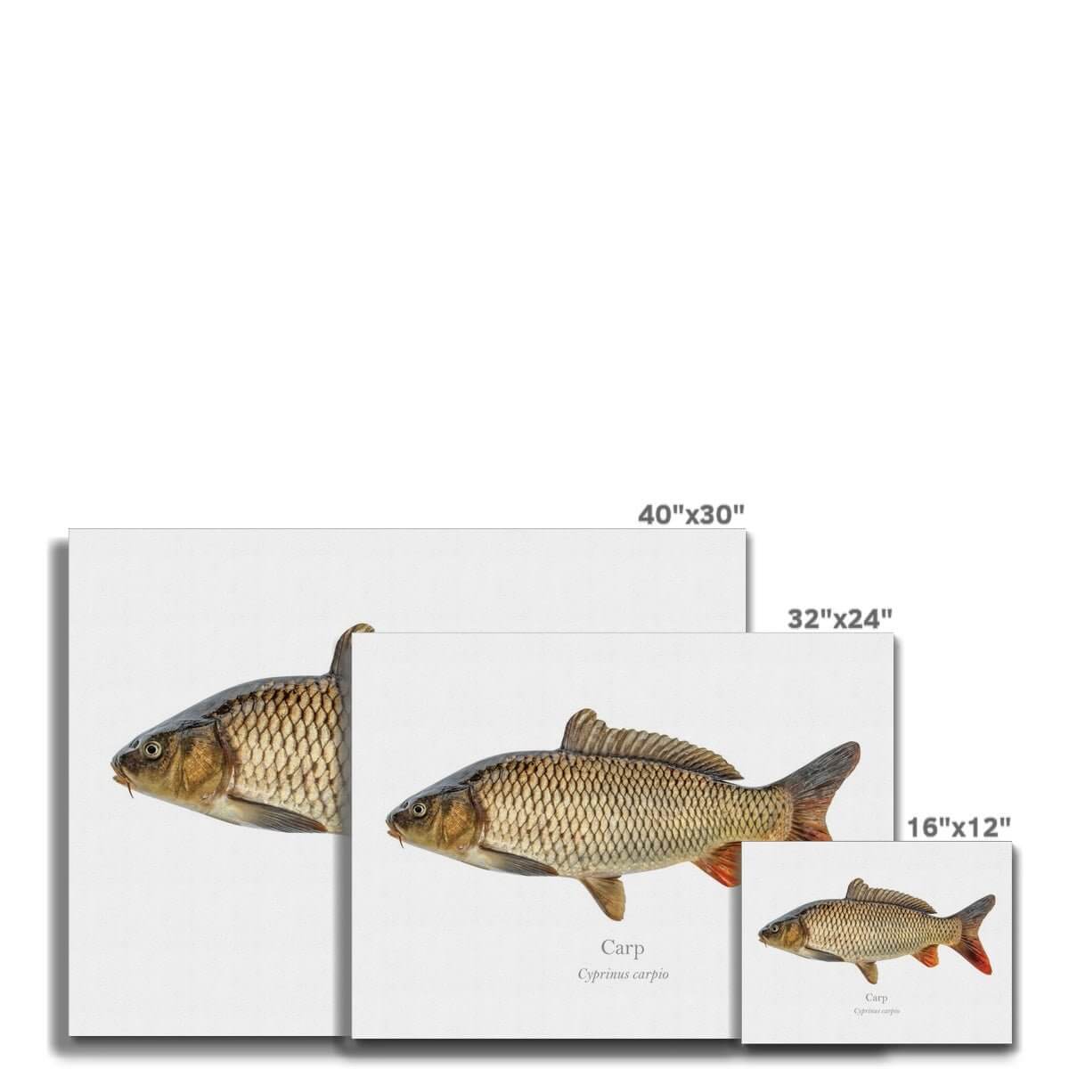 Carp - Canvas Print - With Scientific Name - madfishlab.com