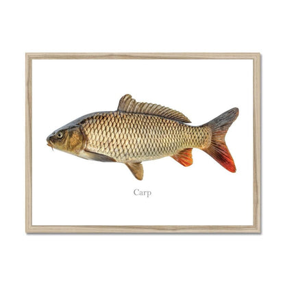 Illustration of a carp fish in a wooden frame against a white background.