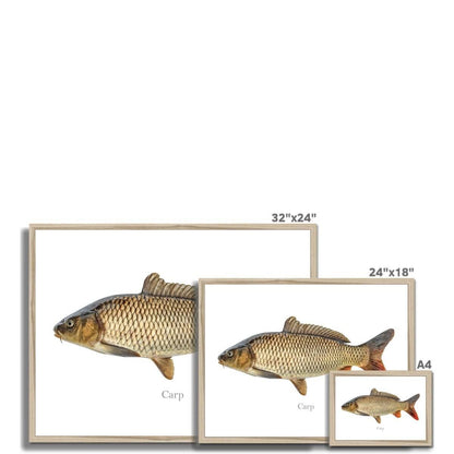 Carp fish illustration in various frame sizes from A4 to 32"x24".