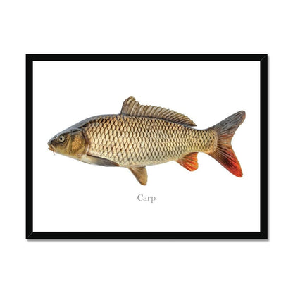 Illustration of a carp fish with detailed scales in a black frame on a white background.