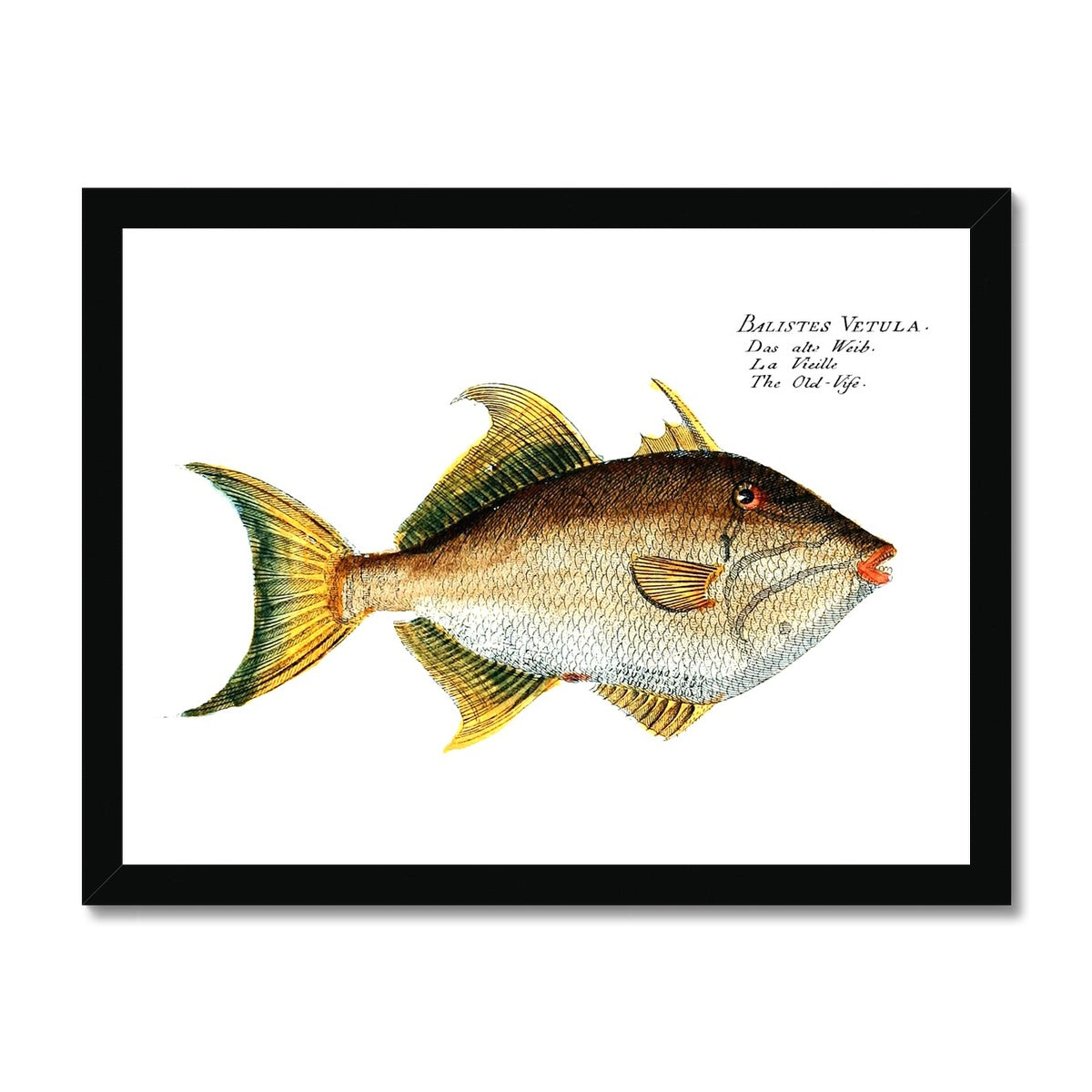 Triggerfish - Vintage Framed Print