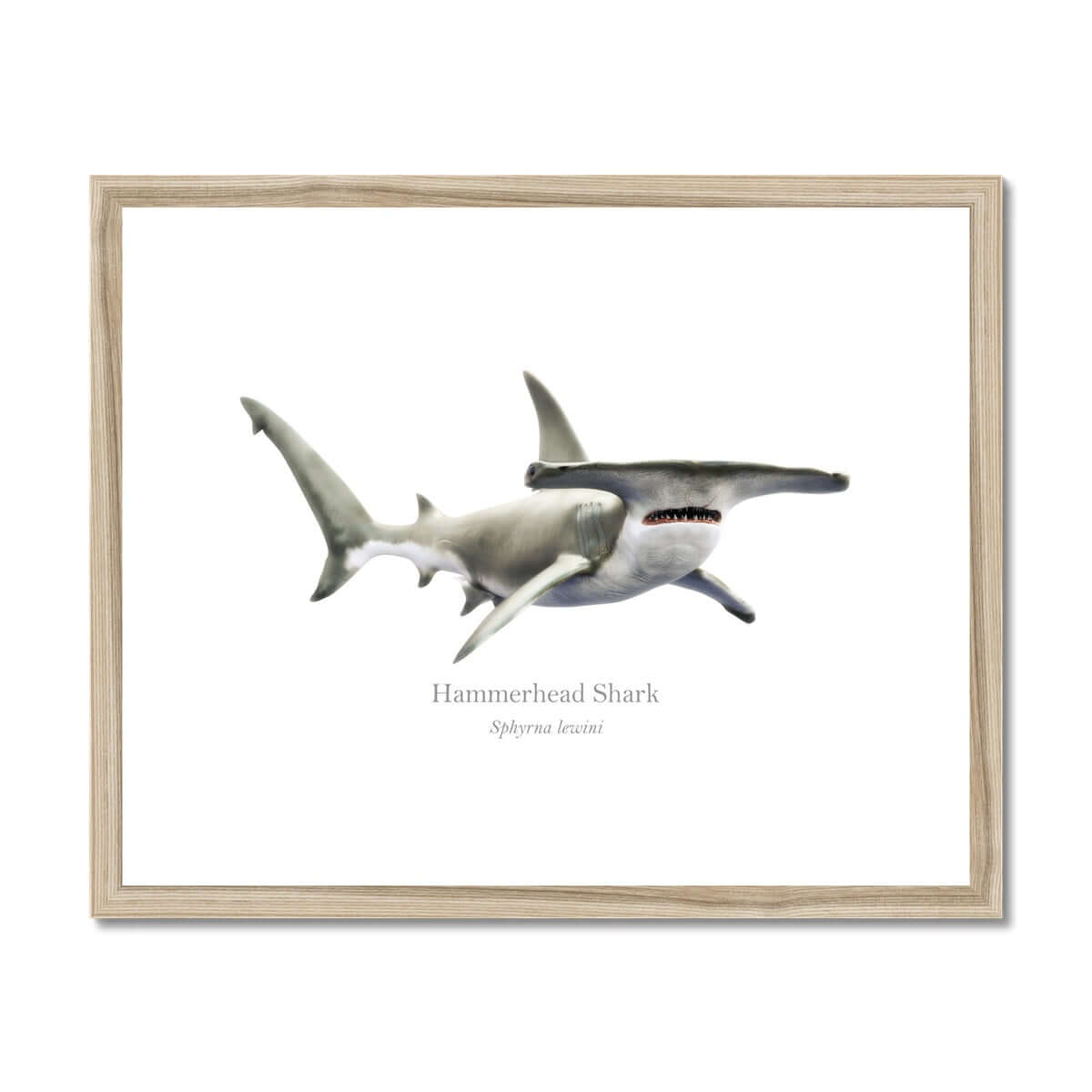 Hammerhead Shark - Framed & Mounted Print - With Scientific Name