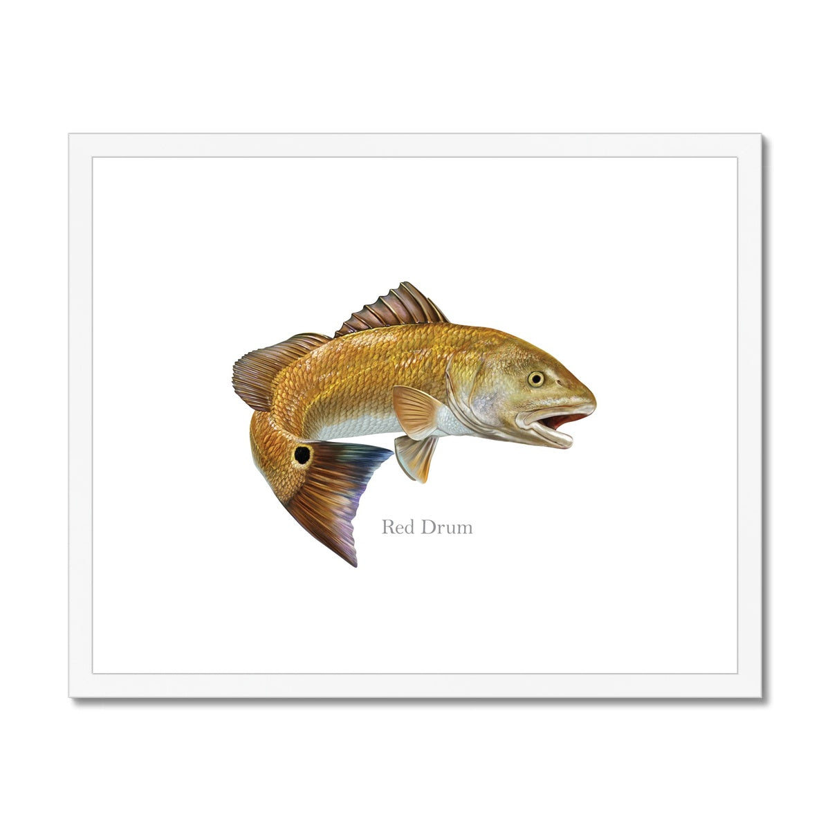 Red Drum - Framed & Mounted Print