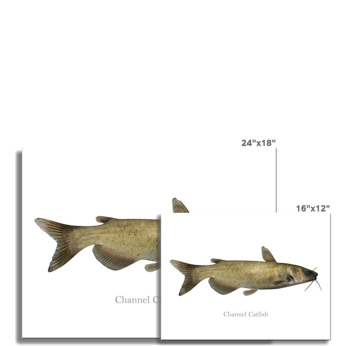 Channel Catfish - Art Print - madfishlab.com