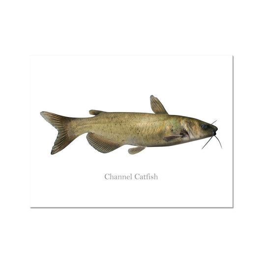 Channel Catfish - Art Print - madfishlab.com