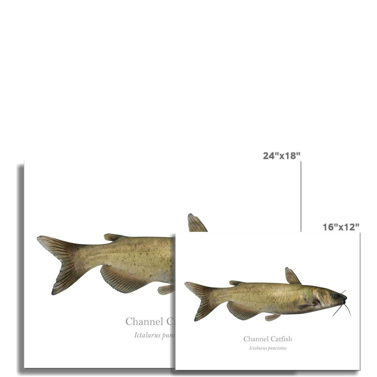 Channel Catfish - Art Print - With Scientific Name - madfishlab.com