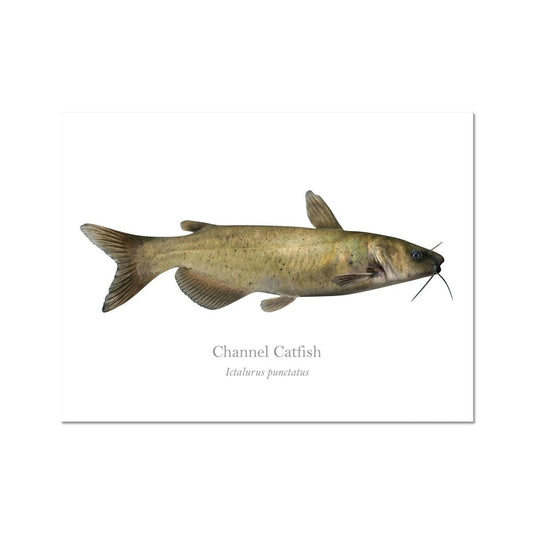 Channel Catfish - Art Print - With Scientific Name - madfishlab.com