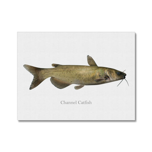 Channel Catfish - Canvas Print - madfishlab.com