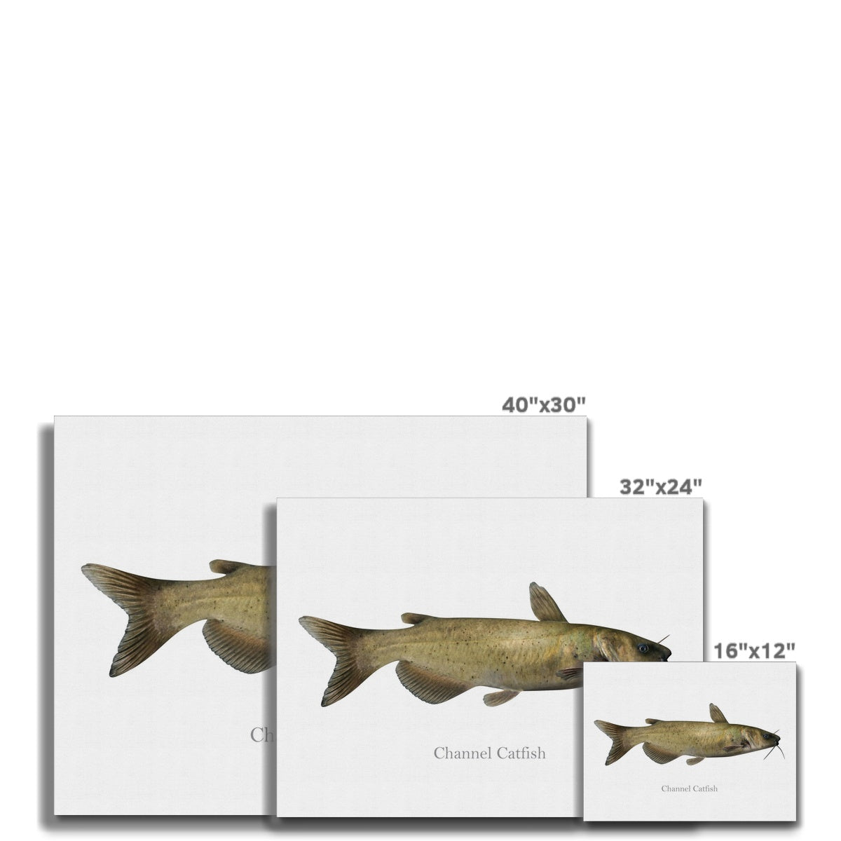 Channel Catfish - Canvas Print - madfishlab.com