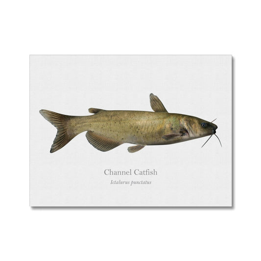 Channel Catfish - Canvas Print - With Scientific Name - madfishlab.com