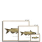 Channel Catfish - Framed Print - madfishlab.com