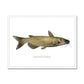 Channel Catfish - Framed Print - madfishlab.com