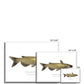 Channel Catfish - Framed Print - With Scientific Name - madfishlab.com