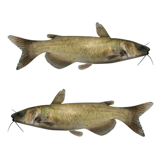 Channel Catfish Large Decals, Stickers | 16-60" | Left/Right Facing - madfishlab.com