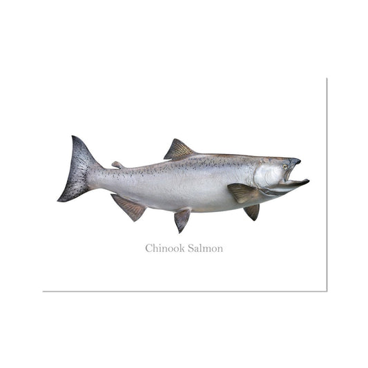 Chinook Salmon - Art Print - madfishlab.com