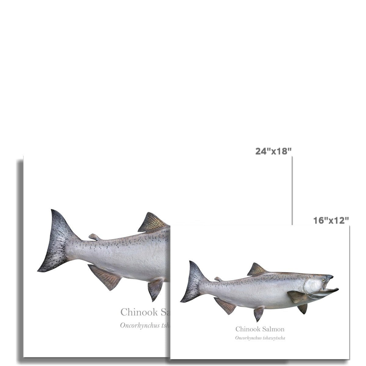 Chinook Salmon - Art Print - With Scientific Name - madfishlab.com