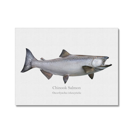 Chinook Salmon - Canvas Print - With Scientific Name - madfishlab.com