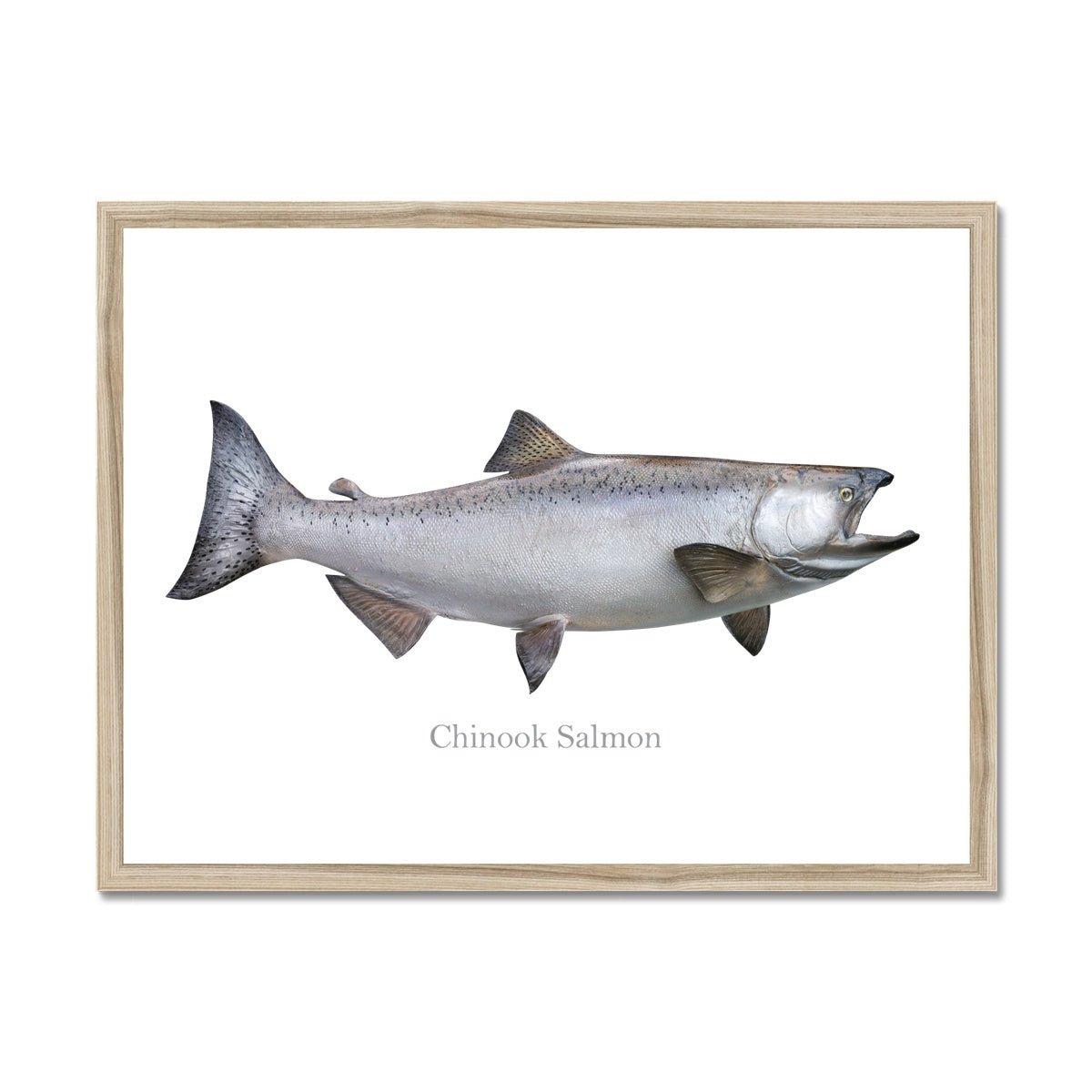 Chinook Salmon - Framed Print - madfishlab.com