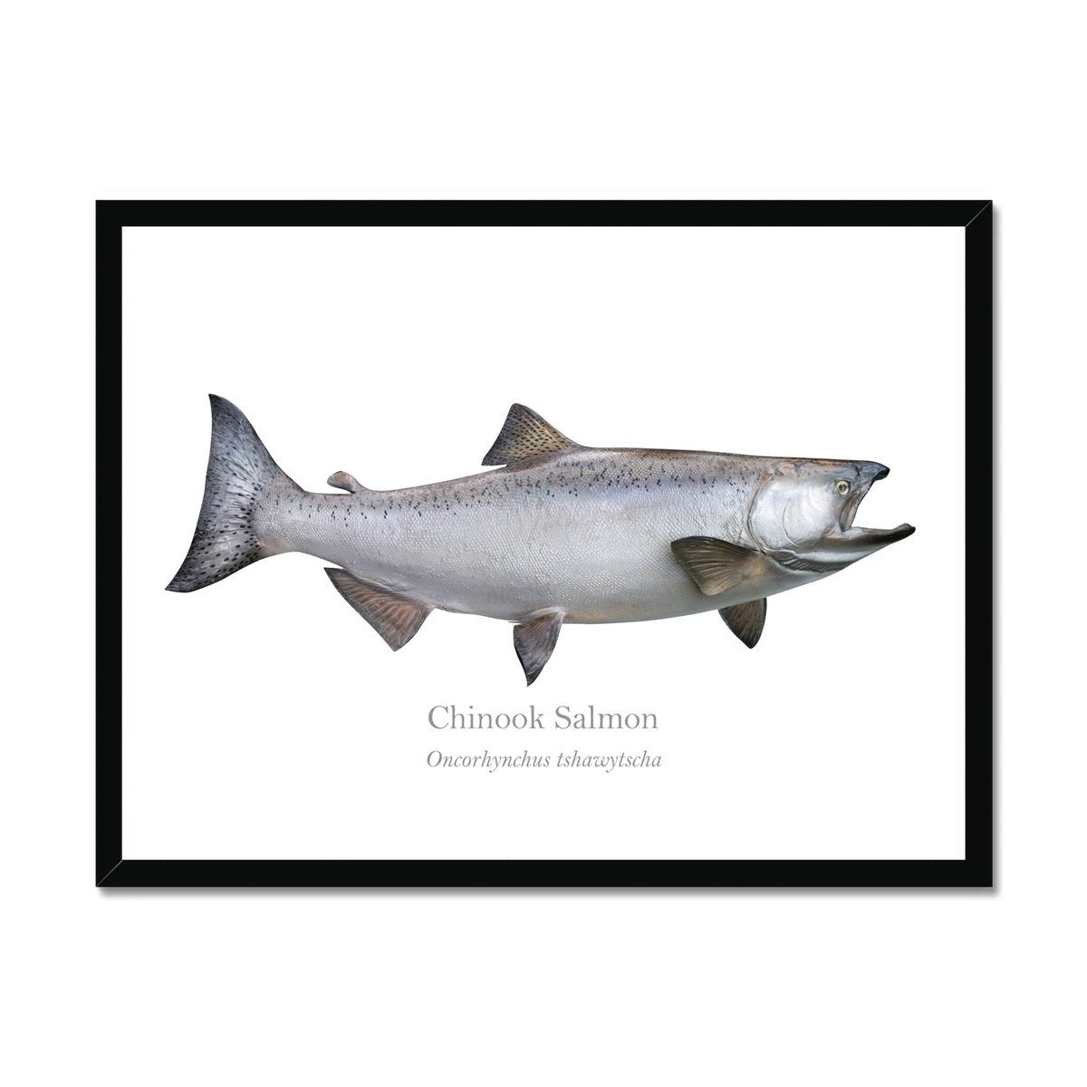 Chinook Salmon - Framed Print - madfishlab.com
