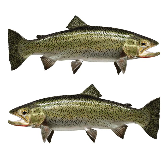 Coastal Cutthroat Trout Large Decals, Stickers | 16-60" | Left/Right Facing - madfishlab.com