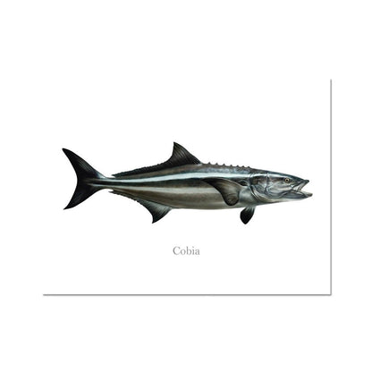 Cobia - Art Print - madfishlab.com