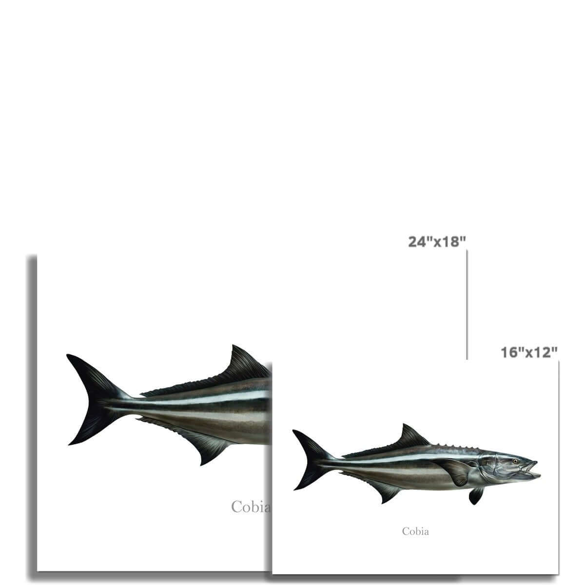 Cobia - Art Print - madfishlab.com