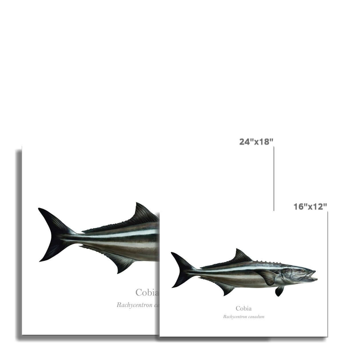 Cobia - Art Print - With Scientific Name - madfishlab.com