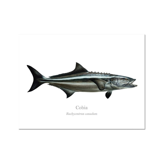 Cobia - Art Print - With Scientific Name - madfishlab.com
