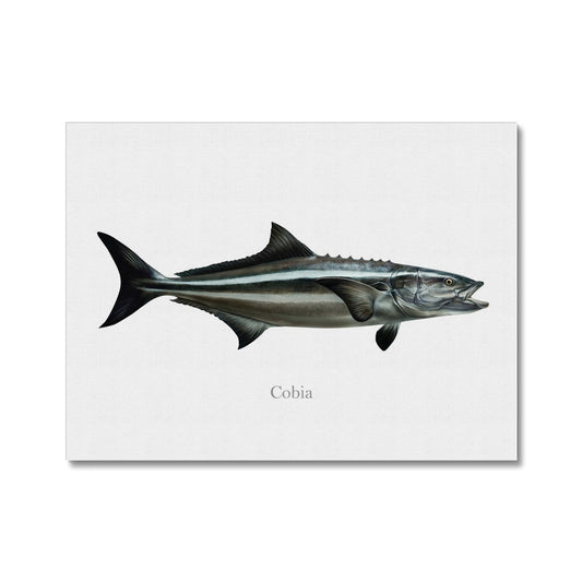 Cobia - Canvas Print - madfishlab.com
