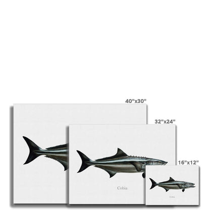 Cobia - Canvas Print - madfishlab.com