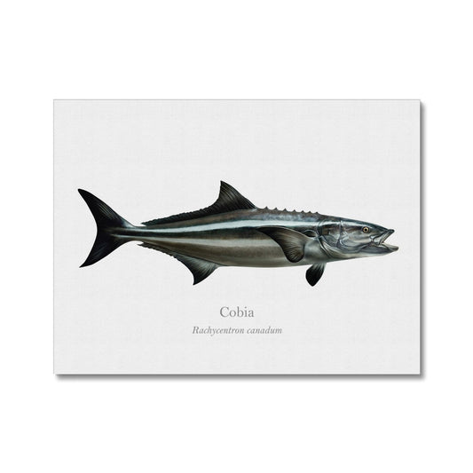 Cobia - Canvas Print - With Scientific Name - madfishlab.com