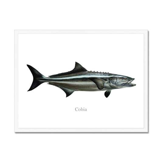Cobia - Framed Print - madfishlab.com