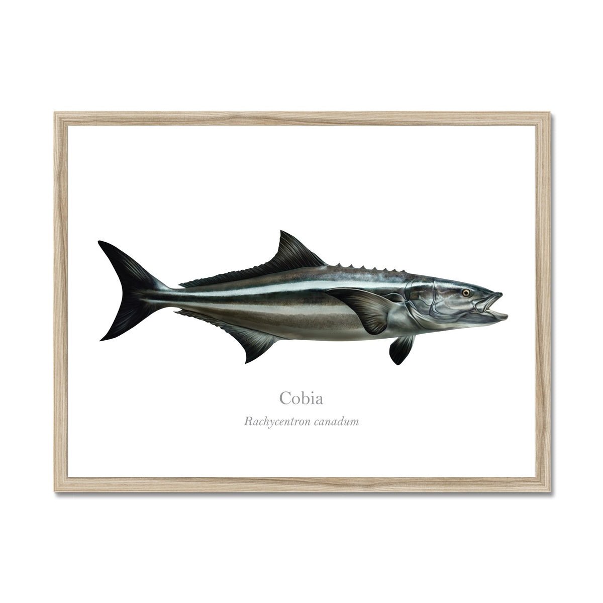 Cobia - Framed Print - With Scientific Name - madfishlab.com