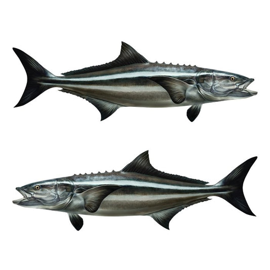 Cobia Large Decals, Stickers | 16-60" | Left/Right Facing - madfishlab.com
