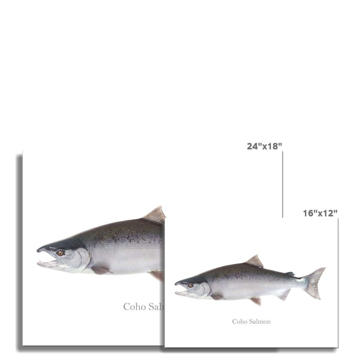 Coho Salmon - Art Print - madfishlab.com