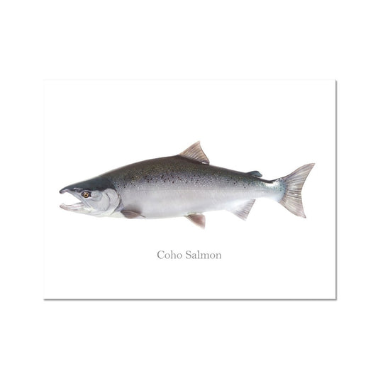 Coho Salmon - Art Print - madfishlab.com