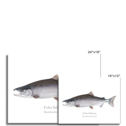 Coho Salmon - Art Print - With Scientific Name - madfishlab.com