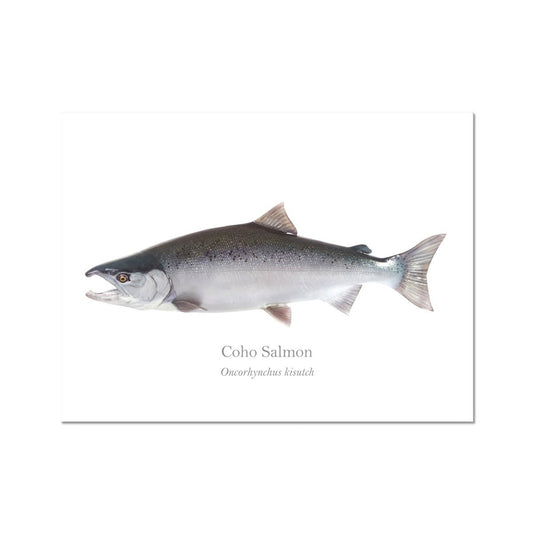 Coho Salmon - Art Print - With Scientific Name - madfishlab.com