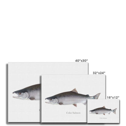 Coho Salmon Canvas - madfishlab.com