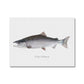 Coho Salmon Canvas - madfishlab.com
