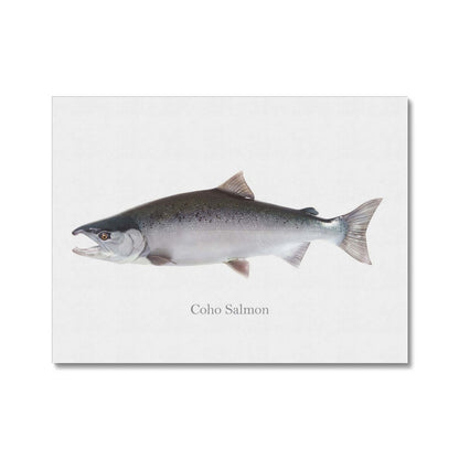 Coho Salmon Canvas - madfishlab.com