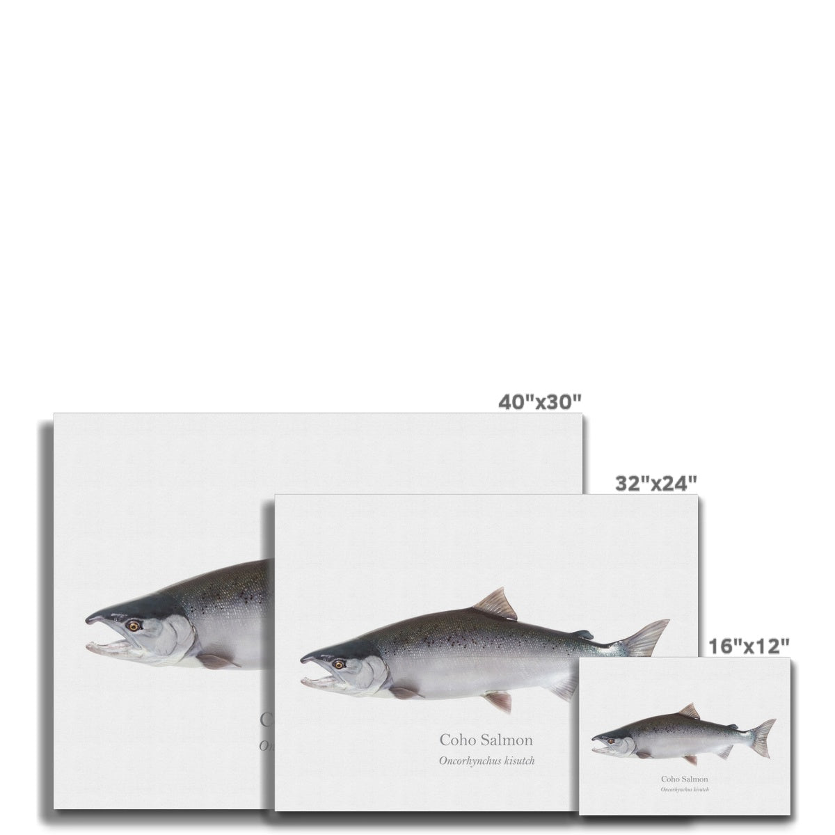 Coho Salmon - Canvas Print - With Scientific Name - madfishlab.com