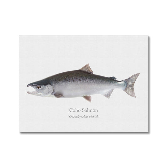 Coho Salmon - Canvas Print - With Scientific Name - madfishlab.com