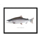 Coho Salmon - Framed Print - madfishlab.com