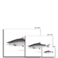 Coho Salmon - Framed Print - madfishlab.com