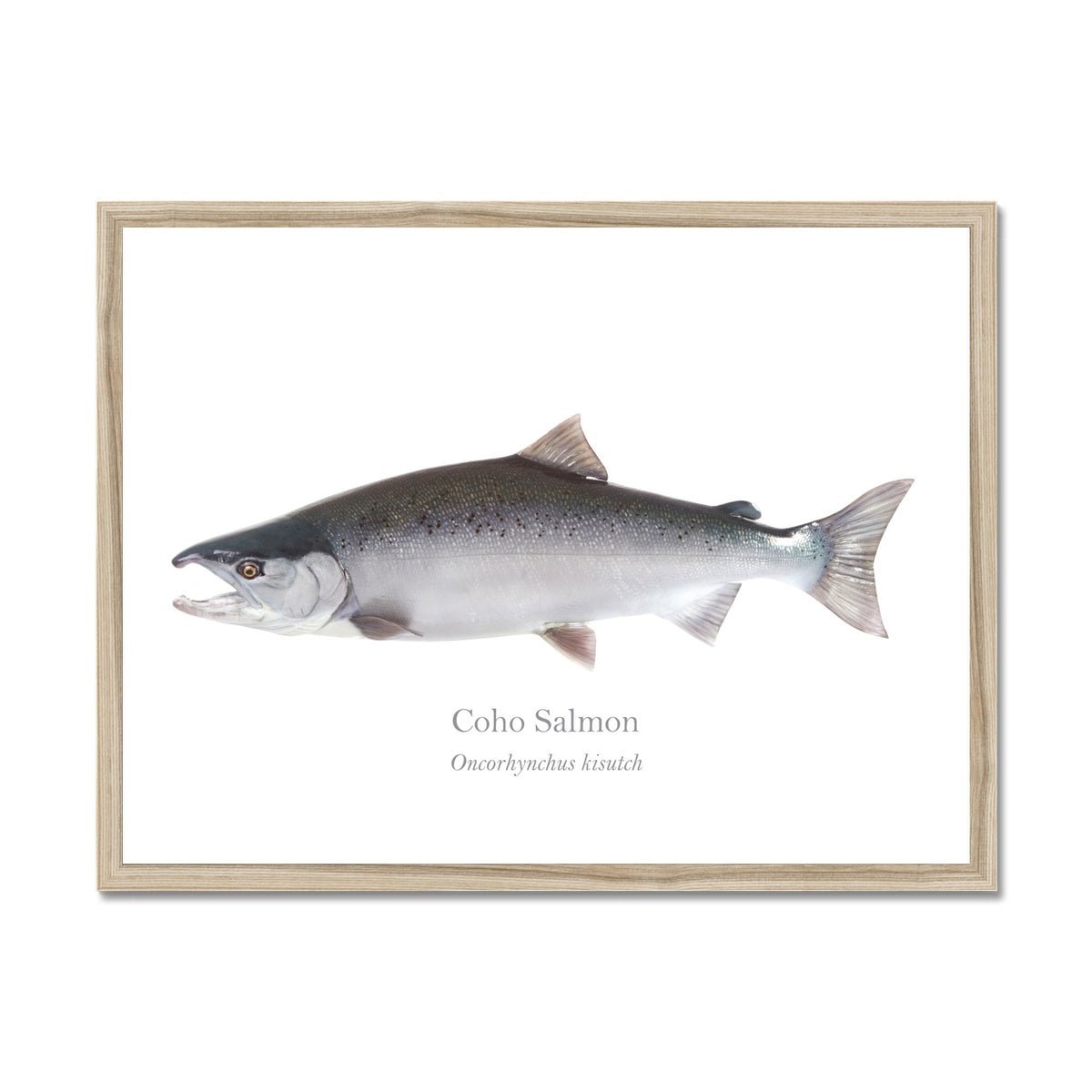 Coho Salmon - Framed Print - With Scientific Name - madfishlab.com