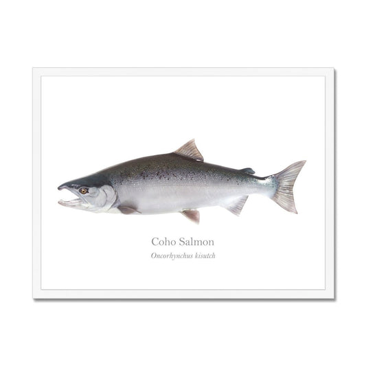 Coho Salmon - Framed Print - With Scientific Name - madfishlab.com