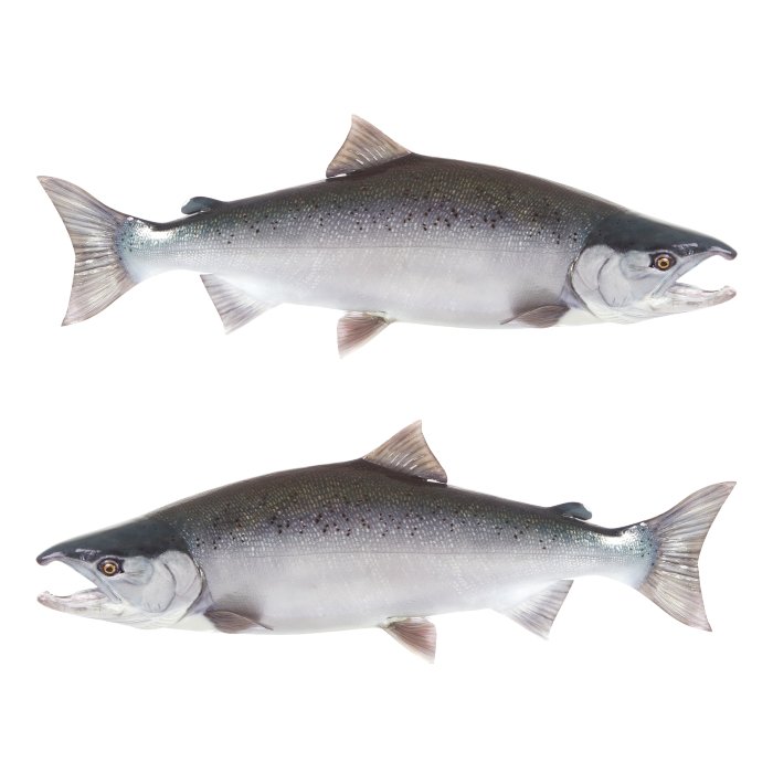 Coho Salmon Large Decals, Stickers | 16-60" | Left/Right Facing - madfishlab.com